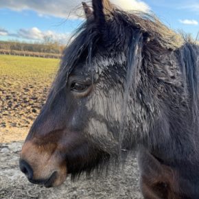 TARA AND RHODA DAVIDSON