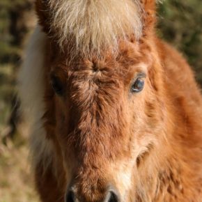 BEANS AND NICOLA FOSTER MCDAID