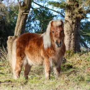 BEANS AND NICOLA FOSTER MCDAID