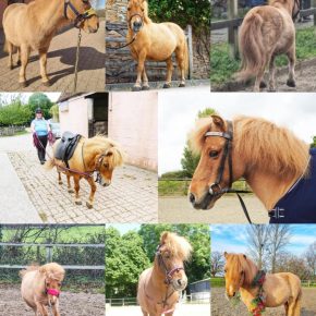 BILLY JO HOWE AND PUMPKIN 39