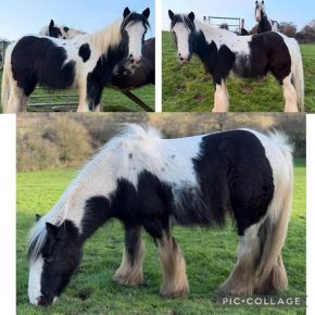 BLUE AND CATRIN SWANSON