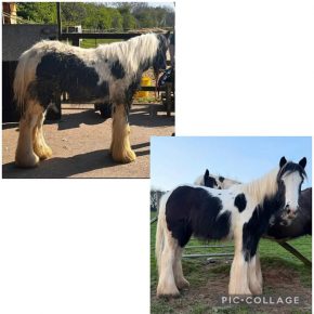 BLUE AND CATRIN SWANSON