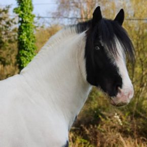 BLUE AND NICOLA FOSTER MCDAID