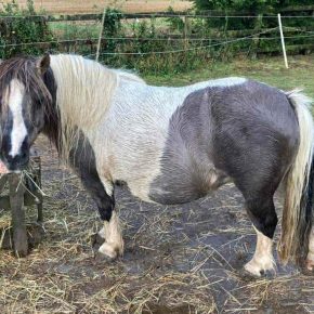 BUNNY 11 AND GINI SKIPPON