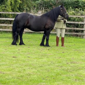 CALDERBROOK BLACK PRINCE AND LUCY ROGAN
