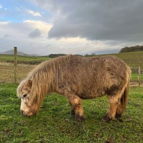 DOLLY AND ELIZABETH JOHNSTON