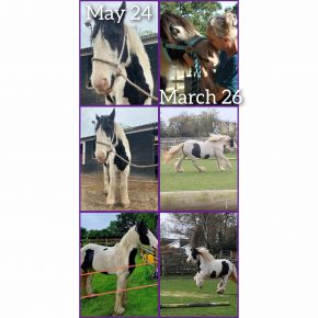 DONNA REYNOLDS AND WINKY WOO