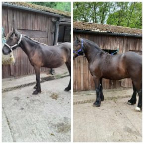 HINATA AND SAM FRISKNEY