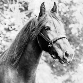 HINATA AND SAM FRISKNEY