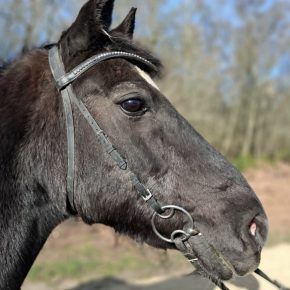 MAGIC AND CHRIS DAVITT