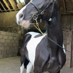 NICO AND JESSICA LILLY REYNOLDS