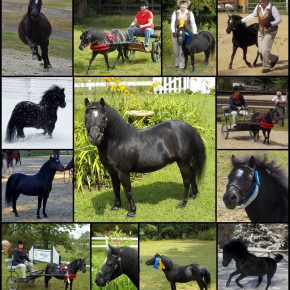 PEANUT AND LAURIE LAMONTAGNE