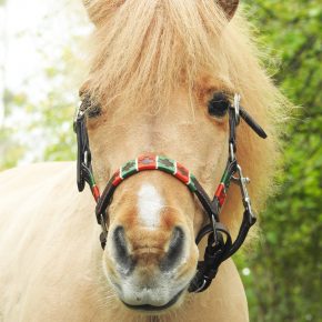 PUMPKIN AND BILLY JO HOWE