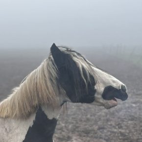 RAYNE AND BAYLIE LOUISE WILKINSON PIC 2