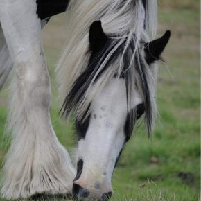 RAYNE AND BAYLIE LOUISE WILKINSON PIC 3