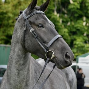 SERENA AND SIAN HODGES WITH PEARL HARBOUR