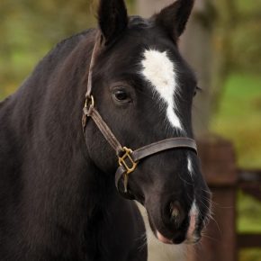 DORIS DAY AND AMANDA HARRISON