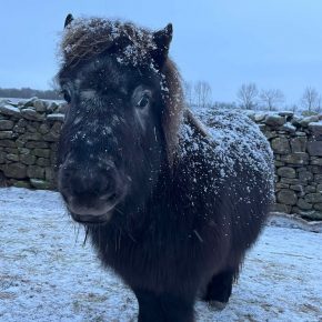 TALLULAH AND ELIZABETH JOHNSTON
