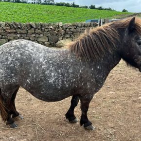 TALLULAH AND ELIZABETH JOHNSTON