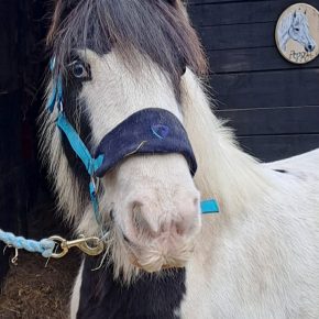 WINKY WOO AND DONNA REYNOLDS