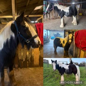 BLUE AND CATRIN SWANSON