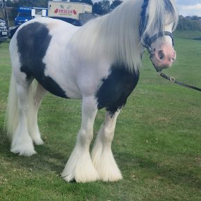 MARLI AND AMANDA HARRISON