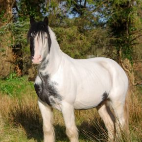 NICOLA FOSTER MCDAID AND BLUE