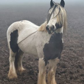 BAYLIE LOUISE WILKINSON AND RAYNE PIC 3