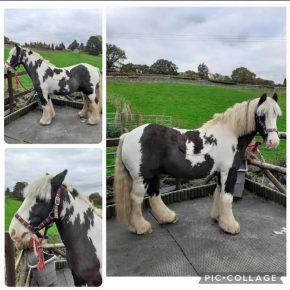 SAMSON AND CATRIN SWANSON