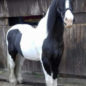 M FRISKNEY AND TROOPER