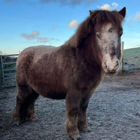 GERONIMO AND ELIZABETH JOHNSTON