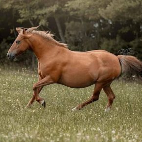 NIKITA AND TRACY CAMPBELL