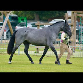 PEARL HARBOUR WITH SERENA AND SIAN HODGES