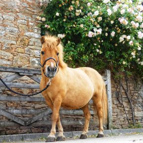 PUMPKIN AND BILLY JO HOWE
