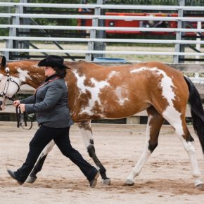 DENICE MACDONALD AND RHYTHM N ROCK DAISY
